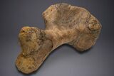 Enormous Fossil Triceratops Humerus Bone - Montana #352272-7